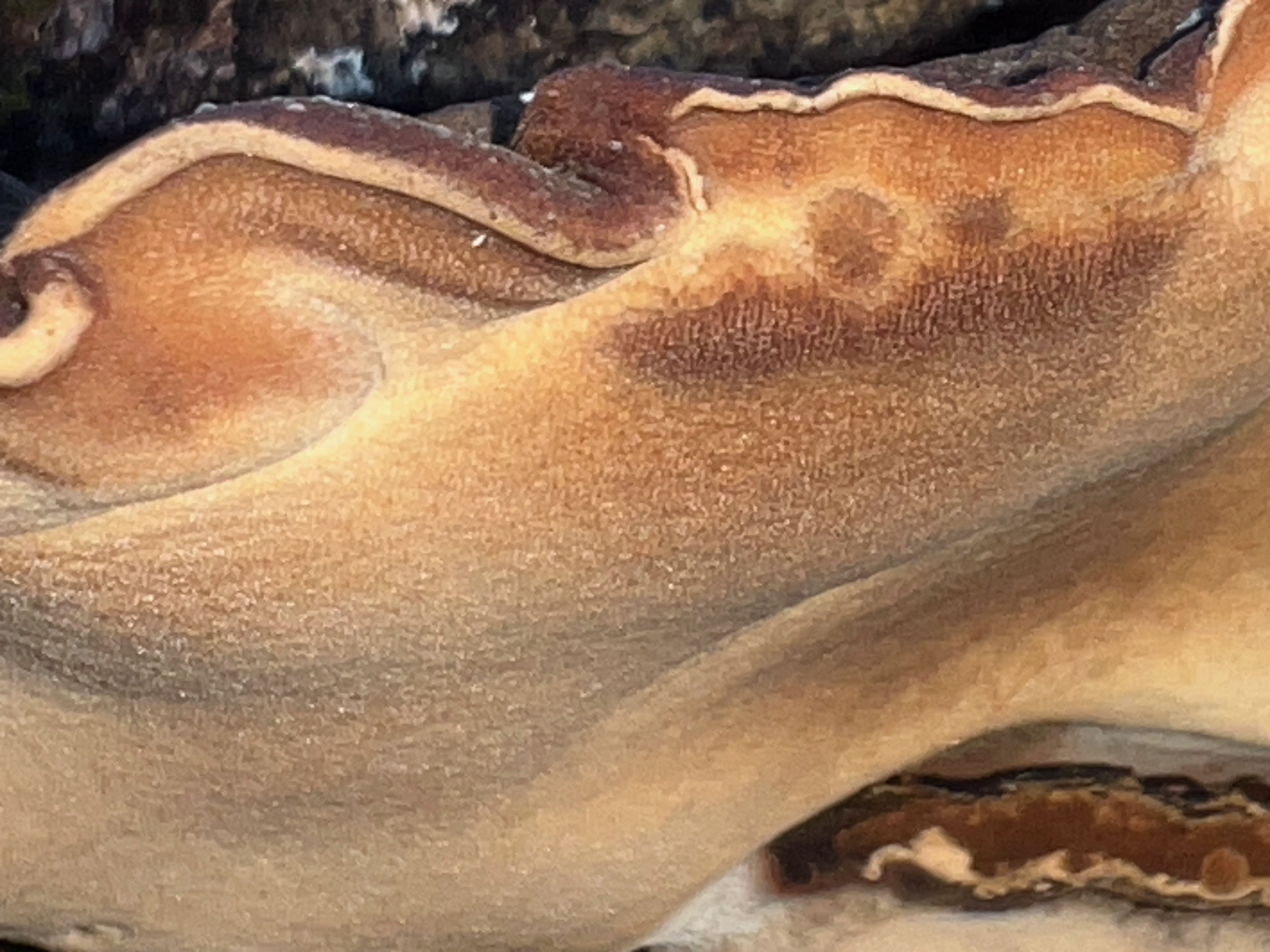 Ischnoderma benzoinum